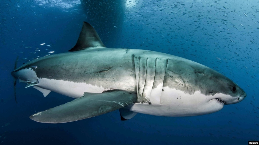 Un gran tiburÃ³n blanco en aguas cercanas a la Isla Guadalupe, en el PacÃ­fico mexicano. 18-2-19. Byron Dilkes/Danah Divers/Handout via REUTERS. 