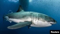 Un gran tiburón blanco en aguas cercanas a la Isla Guadalupe, en el Pacífico mexicano. 18-2-19. Byron Dilkes/Danah Divers/Handout via REUTERS. 