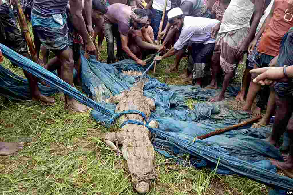 Ljudi okupljeni oko retkog rečnog krokodila uhvaćenog u Faridpuru u Bangladešu. 9. avgusta 2021. ( Foto: AFP )