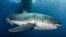 A great white shark is seen in the waters near Guadalupe Island off the coast of Mexico in this 2012 handout photo. 