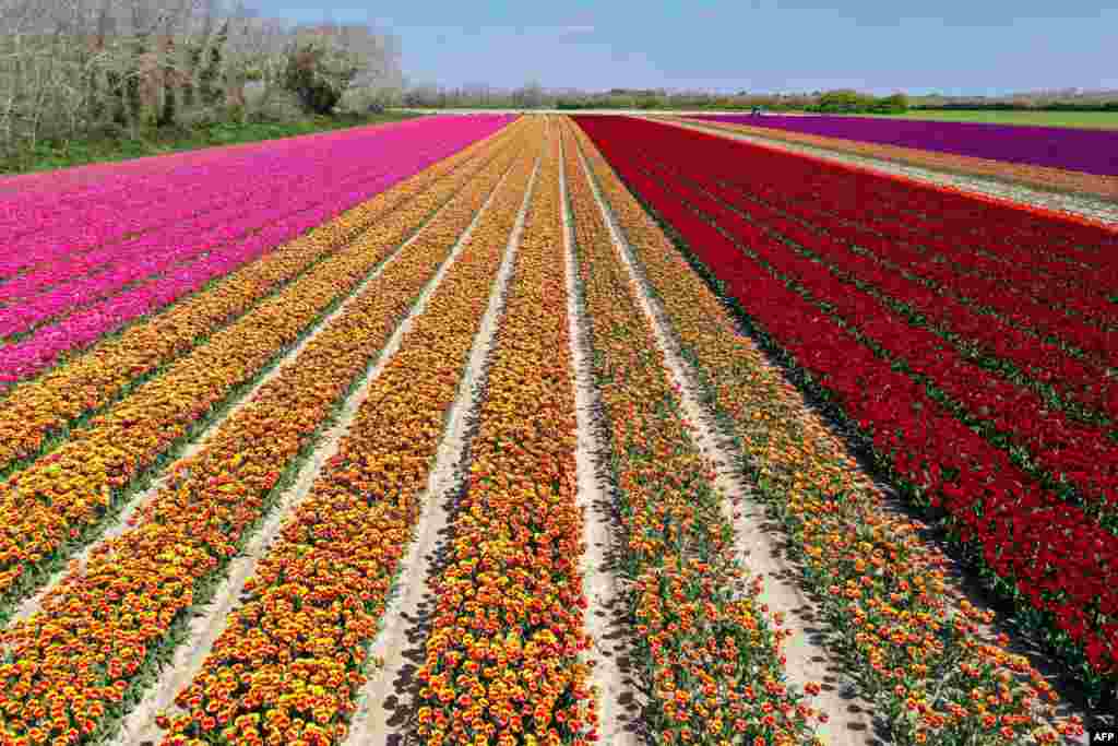 Tulip fields in Plomeur, western France.