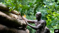 FILE - A bare-chested man loads timber onto a truck inside the Omo Forest Reserve in Nigeria on Monday, July 31, 2023. 