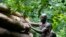 FILE - A bare-chested man loads timber onto a truck inside the Omo Forest Reserve in Nigeria on Monday, July 31, 2023. 