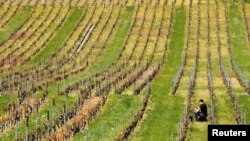 A staff member works in a wine yard in Vinzel, Switzerland, April 24, 2018. 