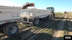 Harvesting tomatoes in California's Central Valley. (Screen grab from video by M. O'Sullivan/VOA)