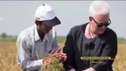 မြန်မာ့လယ်ယာ စိုက်ပျိုးရေးအတွက် USAID ရဲ့ အကူအညီ