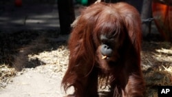 Sandra, orangutan (33 tahun) yang semula merupakan penghuni kebun binatang Eco Parque, dekat kota Buenos Aires, Argentina, kini menetap di lingkungan barunya di Center for Great Apes, Florida tengah, AS. (Foto: dok).