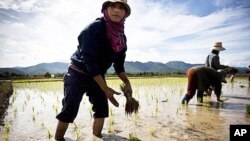 Petani menanam padi dekat Mae Sariang, Thailand. (Foto: Dok)