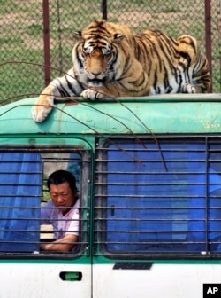 FILE - In this May 7, 2009, file photo, a Siberian tiger crouches on top of a tourist bus at a branch of Harbin Siberian Tigers Breeding Center in Shenyang in northeast China's Liaoning province.