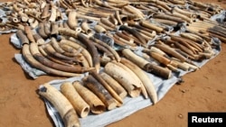 Ivory tusks are displayed after being seized by security forces at the port of Lome, Togo, Jan. 28, 2014.