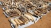 White House Bans Sale of Ivory Within US