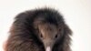 Conservation Group Sees Better Future for Two Kiwi Birds 