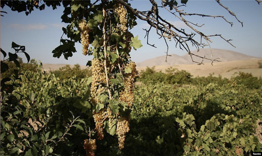 برداشت انگور در شیروان - خراسان شمالی عکس: سعید طلوعی 
