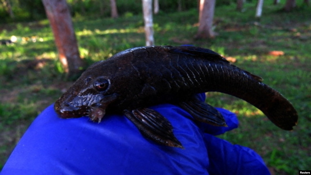 ARCHIVO - En la imagen, del 11 de junio de 2022, se muestra un ejemplar de bagre nariz de cerdas (Ancistrus sp.), correspondiente a una nueva especie descubierta durante una expedición de evaluación rápida de Conservación Internacional en el paisaje del Alto Mayo en Perú.