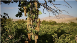 <div>برداشت انگور در شیروان - خراسان شمالی<br />
عکس: سعید طلوعی</div>
