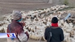 Người tị nạn Afghanistan chăn gia súc kiếm sống ở Thổ Nhĩ Kỳ