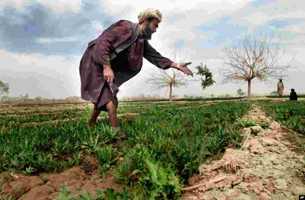 عبدالودود یک تن از دهاقین ولایت قندهار مصروف مواضبط از زمین اش هست که در آن کوکنار کشت نموده است.