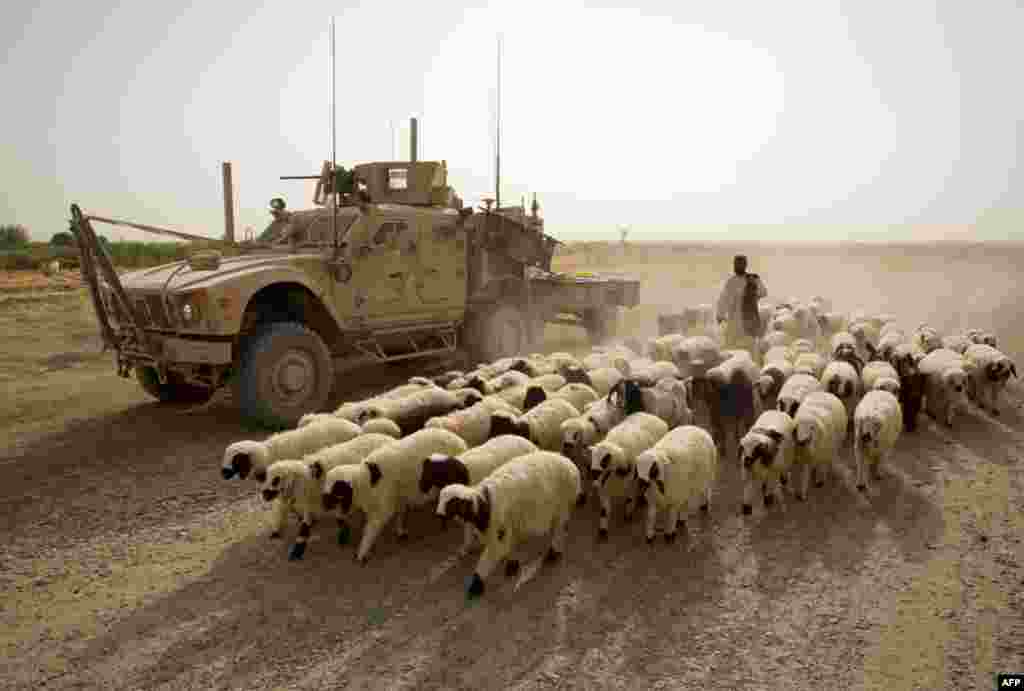 July 5: A shepherd walks with a flock of sheep past a U.S. Marines armored vehicle of the Weapons Company, 1st Battalion, 3rd Marines in Helmand province, southern Afghanistan. REUTERS/Shamil Zhumatov