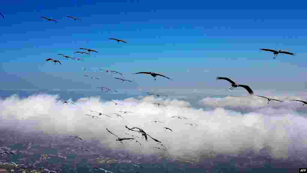 An aerial view shows migrating cranes (grus grus) flying over the Lebanese city of Aley on Mount Lebanon, southeast of the capital Beirut.
