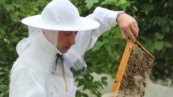 Quiz - Beekeeping May Reduce Stress and Depression
