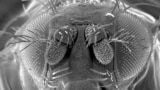 FILE PHOTO: A handout microscopic image of a fruit fly released August 11, 2006. REUTERS/CSIRO/Handout EDITORIAL USE ONLY/File Photo