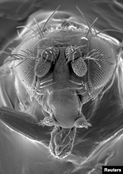 FILE - A handout microscopic image of a fruit fly released August 11, 2006. (REUTERS/CSIRO/Handout EDITORIAL USE ONLY/File Photo)