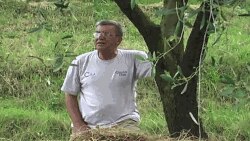 Profesori i njohur i biologjisë Idriz Haxhiu po kultivon pemën e ullirit në vendin e tij