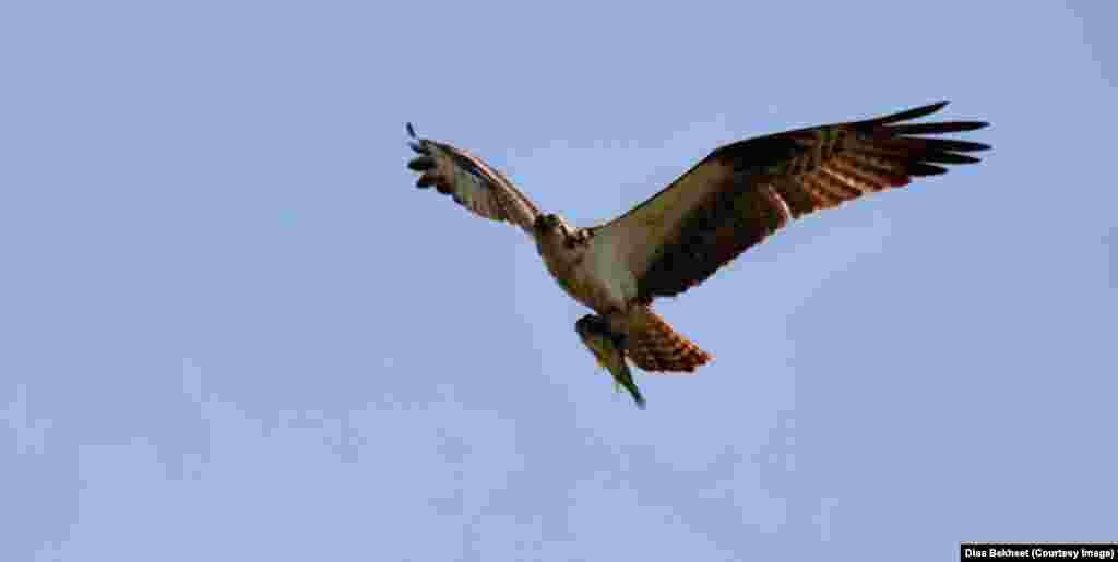A hawk with a big catch, flying over Belmont Bay in Virginia, USA.