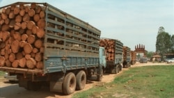 Moçambique: Exportação ilegal de madeira continua a ser problema