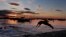 FILE - A long-distance swimmer dives into the Atlantic Ocean at dawn, July 24, 2015, in Falmouth, Maine. 