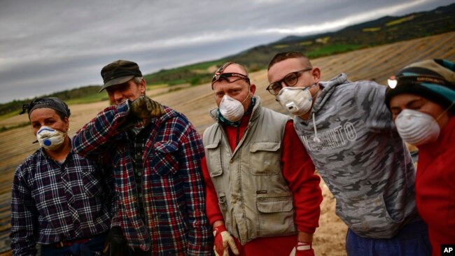 Los trabajadores temporeros Ana, izquierda, posan para el fotógrafo con su esposa Blas López, de 54 años, y Diego de La Torre junto a su hijo Jonatan, de 21 años, y su esposa Maria Rivera, de 42 años, mientras recogía espárragos blancos del campo en Uterga, a unos 15 km (9 millas) de Pamplona, norte de España, el domingo 5 de abril de 2020.