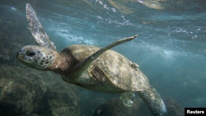 Une Grosse Tortue Verte Protegee Nouvelle Victime Du Plastique En Thailande Une Grosse Tortue Verte Protegee Nouvelle Victime Du Plastique En Thailande