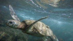 Cabo Verde lança programa em defesa das tartarugas marinhas