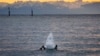 A swan dives in Lake Constance with the Swiss Alps in the background before sunrise in Constance, Germany, Thursday, Nov. 14, 2019. 