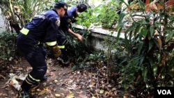 A 3-meter long Python being captured from the small garden of a resident’s compound in Bang Ken district, Bangkok, Feb. 28, 2016. (Z. Aung/VOA)