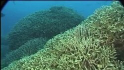 သြစတြေးလျက အံ့ဖွယ် သန္တာကျောက်တန်း