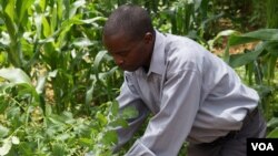 Denis Manda, a groundnuts farmer in the Mchinji district of central Malawi proudly inspects his field where he is growing various crops. (Photo: Lameck Masina for VOA)