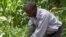 Denis Manda, a groundnuts farmer in the Mchinji district of central Malawi proudly inspects his field where he is growing various crops. (Photo: Lameck Masina for VOA)