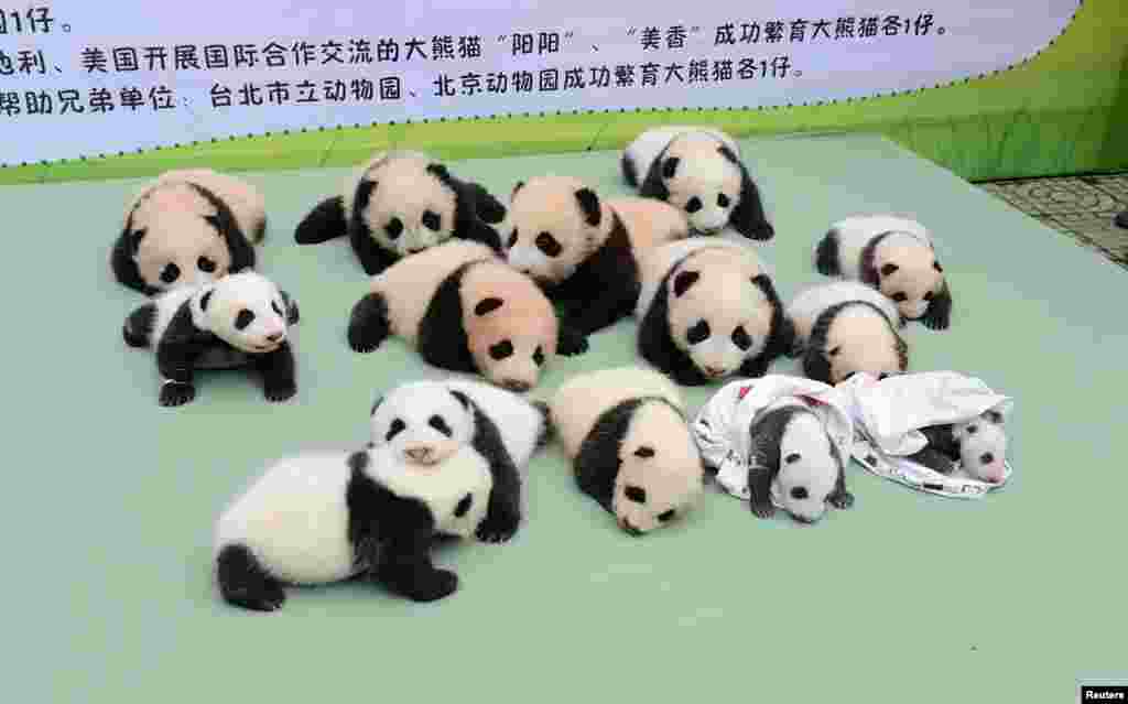 Giant panda cubs lie on a platform during a photo opportunity at the Bifengxia panda breeding center in Ya'an, Sichuan province, China. Fourteen cubs, which were all born in 2013, were shown to the public on Sunday.