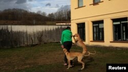 Atila and Argi, trained therapeutic greyhounds used to treat patients with mental health issues and learning difficulties, try to get the attention of Ion Albiz, 38, at Benito Menni health facility in Elizondo, northern Spain, Feb. 13, 2017. 