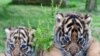 Pengunjung Bonbin Atlanta Kenalan dengan 2 Bayi Harimau Sumatra