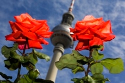 These thorny red roses bloom in the German capital Berlin, August, 2017. (AP Photo/Markus Schreiber)