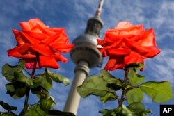 These thorny red roses bloom in the German capital Berlin, August, 2017. (AP Photo/Markus Schreiber)