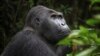 FILE - A Grauer's gorilla, or eastern lowland gorilla, is seen in the Kahuzi-Biega National Park in South Kivu, eastern Democratic Republic of Congo.