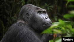 FILE - A Grauer's gorilla, or eastern lowland gorilla, is seen in the Kahuzi-Biega National Park in South Kivu, eastern Democratic Republic of Congo.