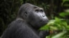 UNSC Threatens Sanctions on Wildlife Poachers in Congo