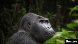 FILE - A Lowland Gorilla is seen in the Kahuzi-Biega National Park in South Kivu, eastern Democratic Republic of Congo.