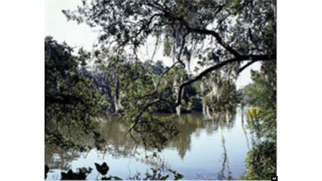 This scene at City Park, and a swamp created at the Audubon Aquarium of America, are as close to swampland as you'll find right in New Orleans. Most deep swamps are over in Southwest Louisiana.