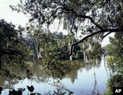 This scene at City Park, and a swamp created at the Audubon Aquarium of America, are as close to swampland as you'll find right in New Orleans. Most deep swamps are over in Southwest Louisiana.