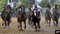 Shackleford, third right, ridden by Jesus Castanon, works down the stretch in front of Animal Kingdom, third left, ridden by Mike Smith, in front of the rest of the pack during 136th Preakness Stakes horse race at Pimlico Race Course, in Baltimore, May 21
